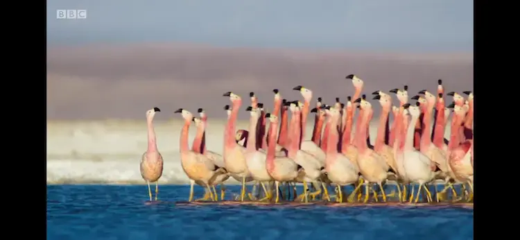 Andean flamingo (Phoenicoparrus andinus) as shown in Planet Earth II - Mountains